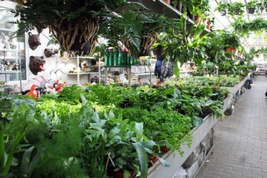 Çiçekçi. Çiçek pazarındaki yeşil bitkiler. Saksı bitkileri olan raflar.. 