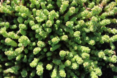 Stonecrop, crassula yakın çekim. Güzel bir botanik geçmişi var. Yeşil bir bitkinin makro fotoğrafı. 