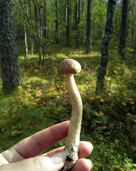 Small Boletus Hand Background Forest Forest Mushroom Summer Landscape — Stock Photo, Image