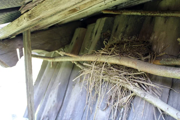 Tahta duvara karşı bir kuş yuvası. Eski tahtalar. Boş ardıç kuşu yuvası. 