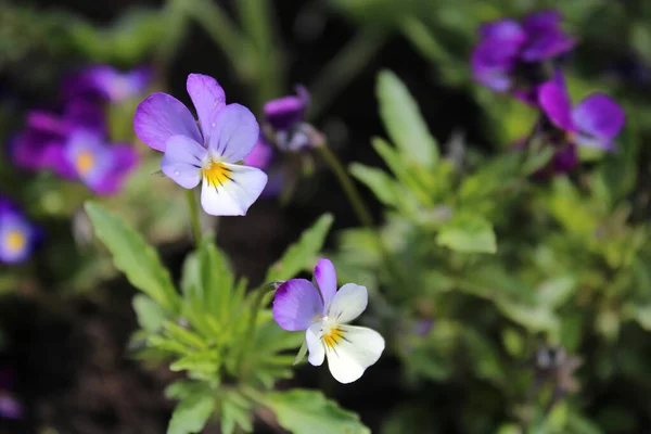 Violetas Perto Flores Silvestres Flores Pequenas Jardim — Fotografia de Stock