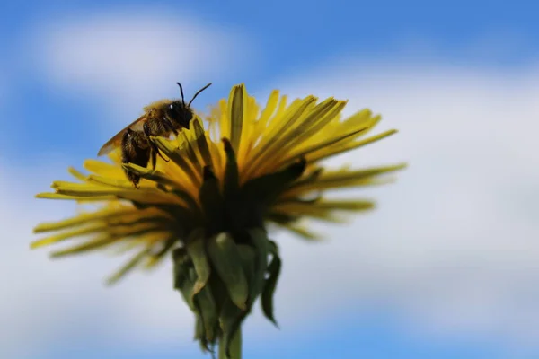 Macro Photo Insect Yellow Flower Honey Bee Dandelion Bud Insect — Stock Photo, Image