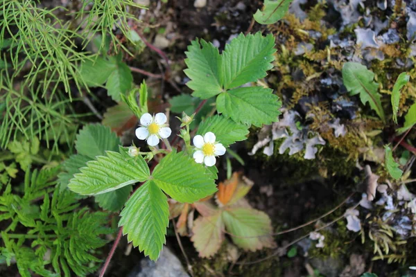 Yabani çilek açıyor. Beyaz çiçekleri kapat.. 