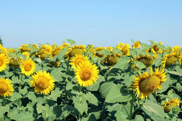 Mavi gökyüzünün altında çiçek açan ayçiçeği tarlası. Parlak sarı çiçekler.. 