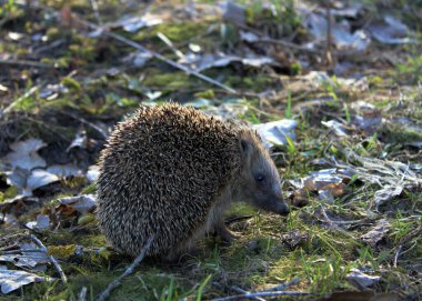 Bahçedeki kirpinin yakın çekimi. Düşen sonbahar yapraklarının arasında kirpi. 