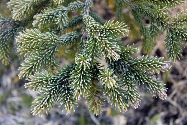 Fir Gren Täckt Med Frost Barrträd Vintern Vinter Stilleben — Stockfoto