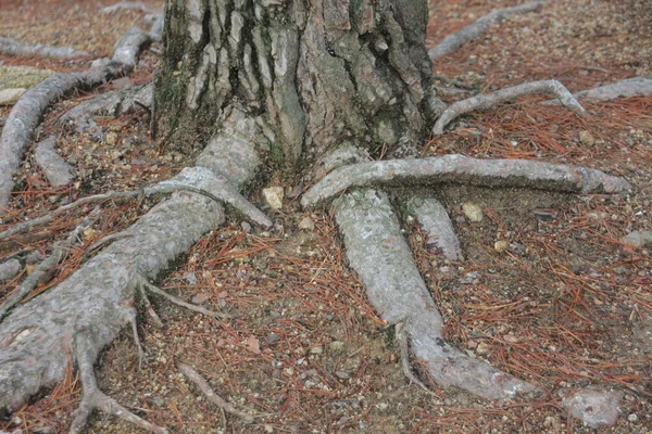 Pine rötter — Stockfoto