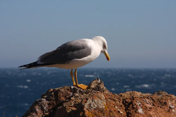 Seagull — Stock Photo, Image