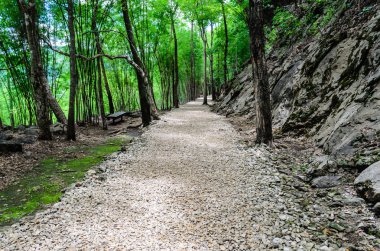 orman içinde taş yol
