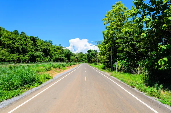 Caminho único na floresta — Fotografia de Stock