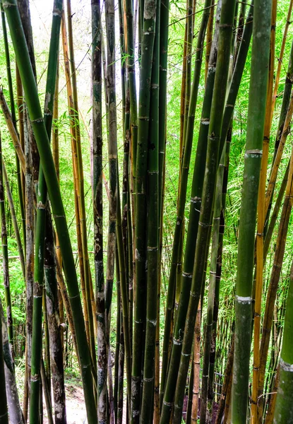 Tay bambu ormanı — Stok fotoğraf