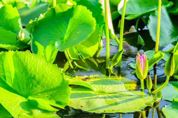 Single Lotus Pond — Stock Photo, Image