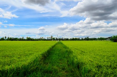 pirinç tarlaları ve Tayland, mavi gökyüzü