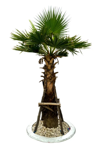 Bebek palmiye ağacı — Stok fotoğraf