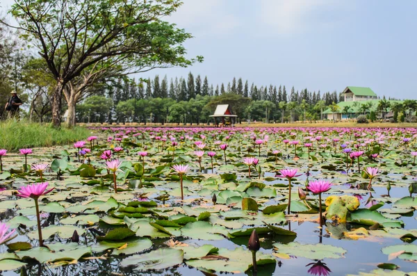 Lotus pond — Stock Photo, Image