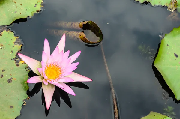 Lotus — Stock Photo, Image