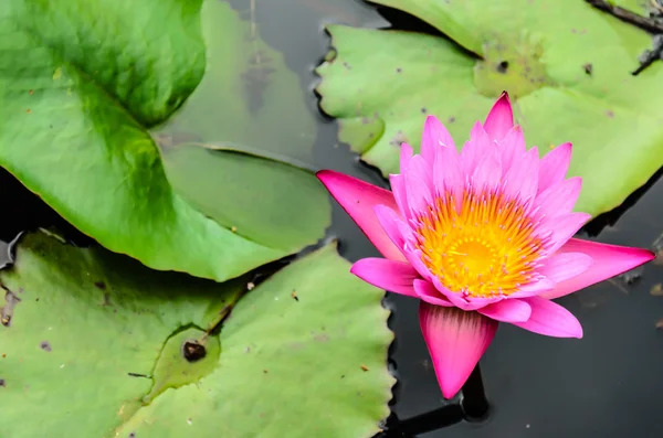 Lotus — Stock Photo, Image