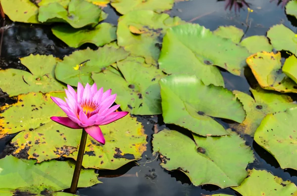 Lotus — Stock Photo, Image