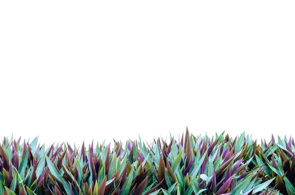 Isolate Grass Frame — Stock Photo, Image