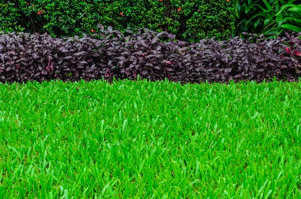 View of Green Grass — Stock Photo, Image