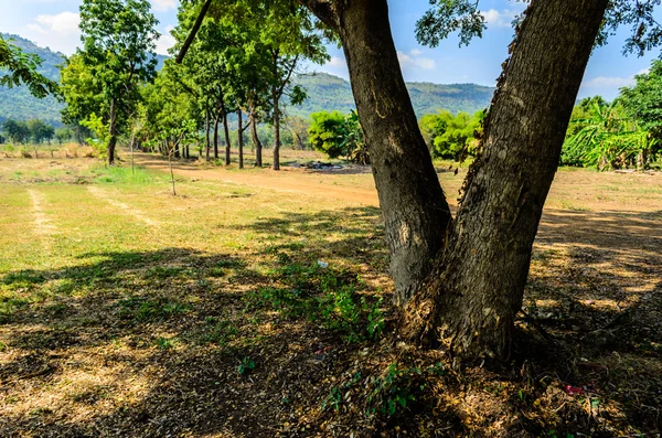 Árvores tropicais com fundo de montanha, Tailândia — Fotografia de Stock