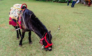 Mini cüce at sıyrık