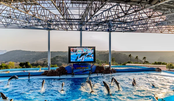 Espectáculo de delfines en la piscina —  Fotos de Stock