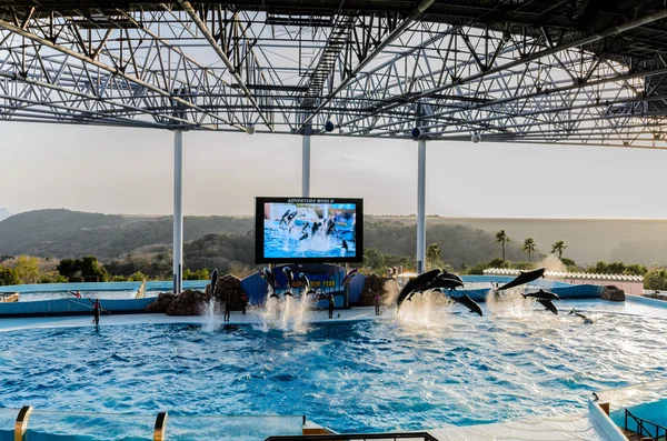 Delfino spettacolo in piscina — Foto Stock