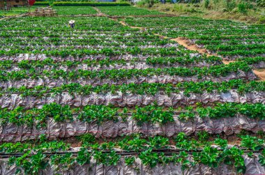 Tay çilek çiftlik Pople.