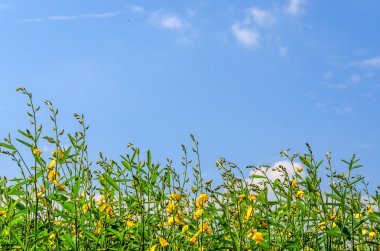 Mavi gökyüzü arka plan üzerinde yeşil küçük ağaç