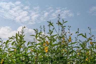 Mavi gökyüzü arka plan üzerinde yeşil küçük ağaç