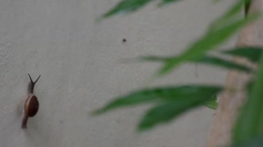 salyangoz duvara geçiş