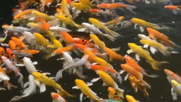 Carps Fish Japanese Swimming — Stock Video