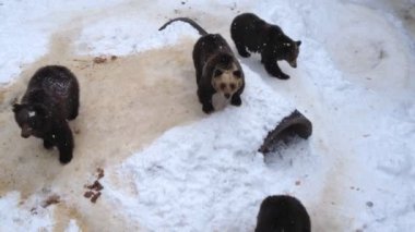 yiyecek aramaya ayı