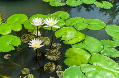 yeşil yaprakları arka planda göl ile beyaz lotus