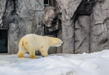 Japonya hayvanat bahçesindeki kutup ayısı