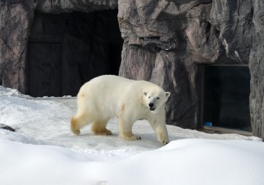 Japonya hayvanat bahçesindeki kutup ayısı