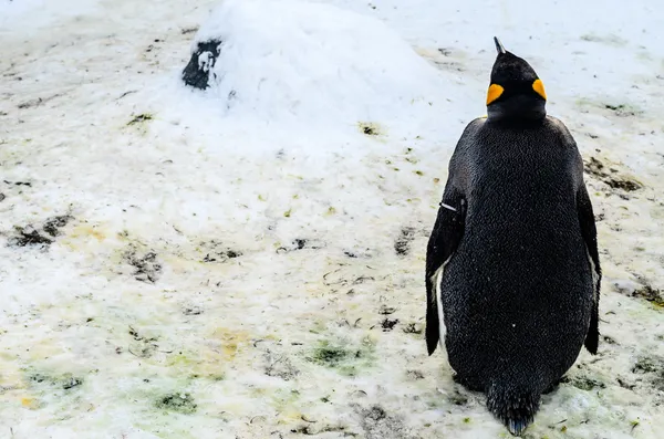 Rei Pinguins no Jardim Zoológico do Japão — Fotografia de Stock