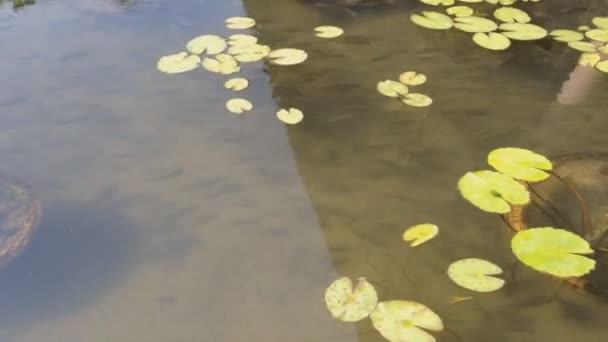 Fishs in Lotus Pond TimeLapse — Stock Video