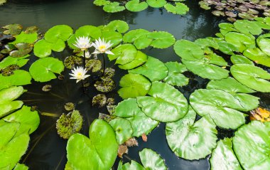 yeşil yaprakları arka planda göl ile beyaz lotus