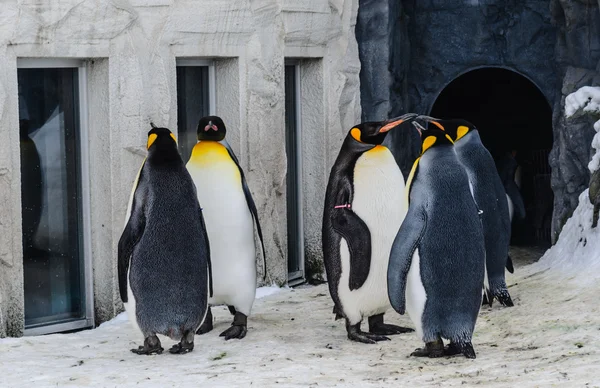 Группа пингвинов в японском зоопарке — стоковое фото