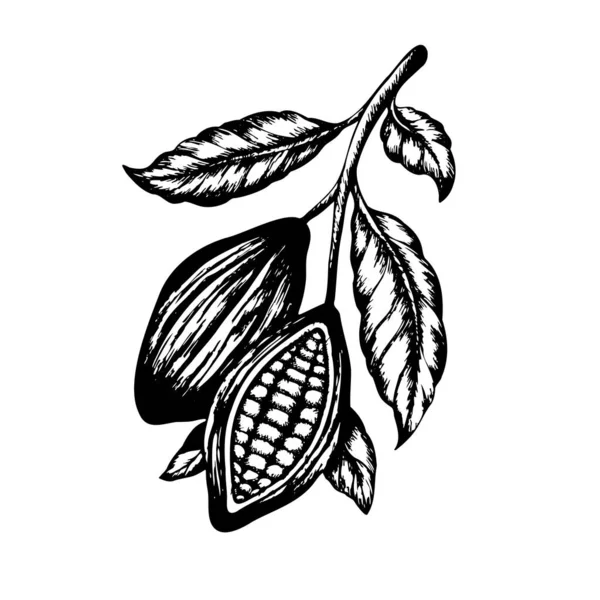 Ilustración Del Árbol Granos Cacao Ilustración Estilo Grabado Fondo Aislado — Vector de stock