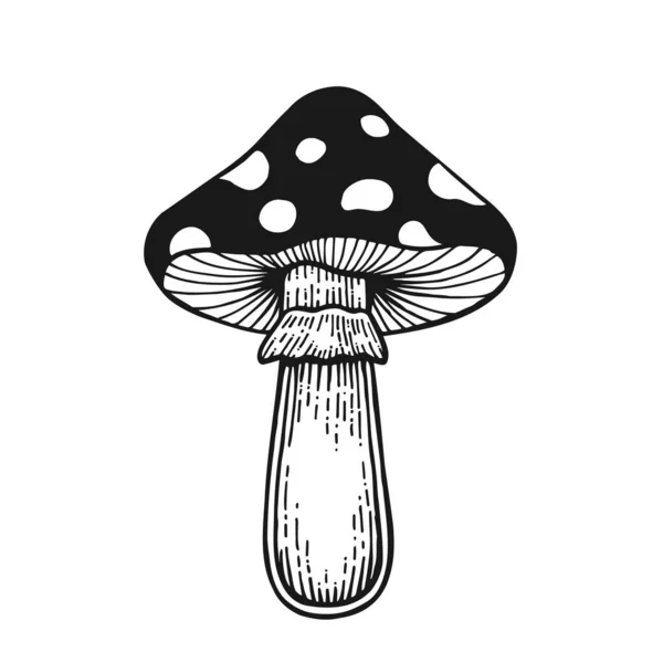 야성적 수없는 버섯들은 고립된 그림을 스케치한다 Eps — 스톡 벡터