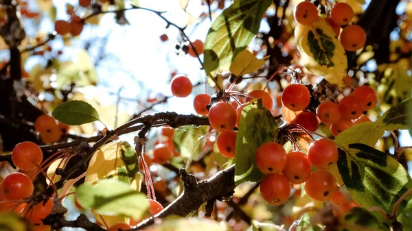Dojrzałe Małe Rajskie Jabłka Gałęziach Drzew Jesiennymi Liśćmi Tle Błękitnego — Zdjęcie stockowe