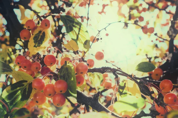 成熟的小仙境苹果在树枝上 秋天的叶子在蓝天的背景上 红果甜麦芽收获 — 图库照片