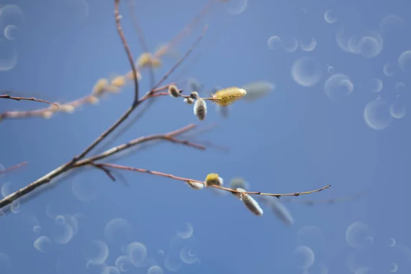 Des Branches Saule Printanières Sur Fond Ciel Bleu Belle Scène — Photo