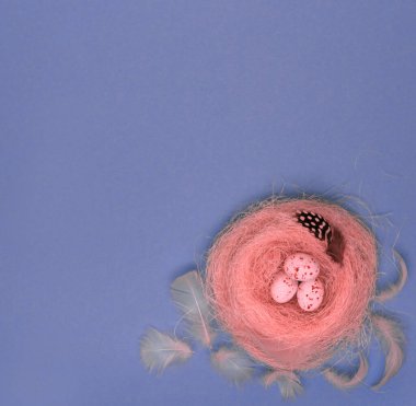 Mavi arka planda Paskalya dekoru. Yapay bir yuvada benekli üç yumurta ve etrafında tüy var.