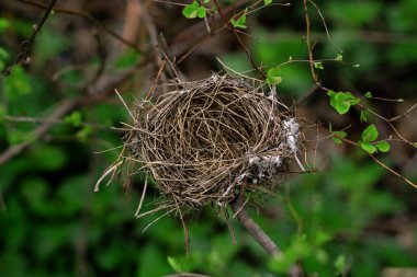 Kuru dalları olan küçük bir orman kuşunun boş yuvası. Bahar ormanlarında ağaçların ince dallarında küçük kuş çocuklar için rahat bir kulübe..