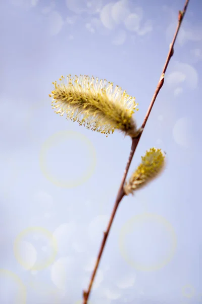 Jarní Vrba Větví Pozadí Modré Oblohy Krásná Scéna Kvetoucích Nadýchaných — Stock fotografie