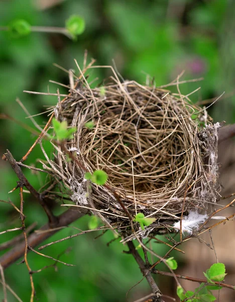 Empty Nest Small Forest Bird Dry Branches Cozy Hut Small Stock Photo